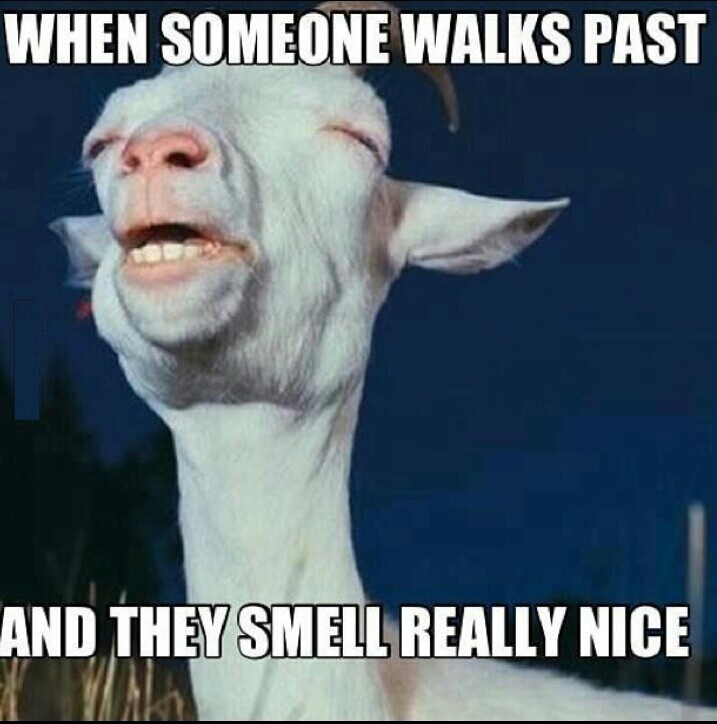 You Smell Good Quotes QuotesGram
