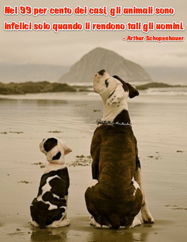Beach Dog Quotes. QuotesGram