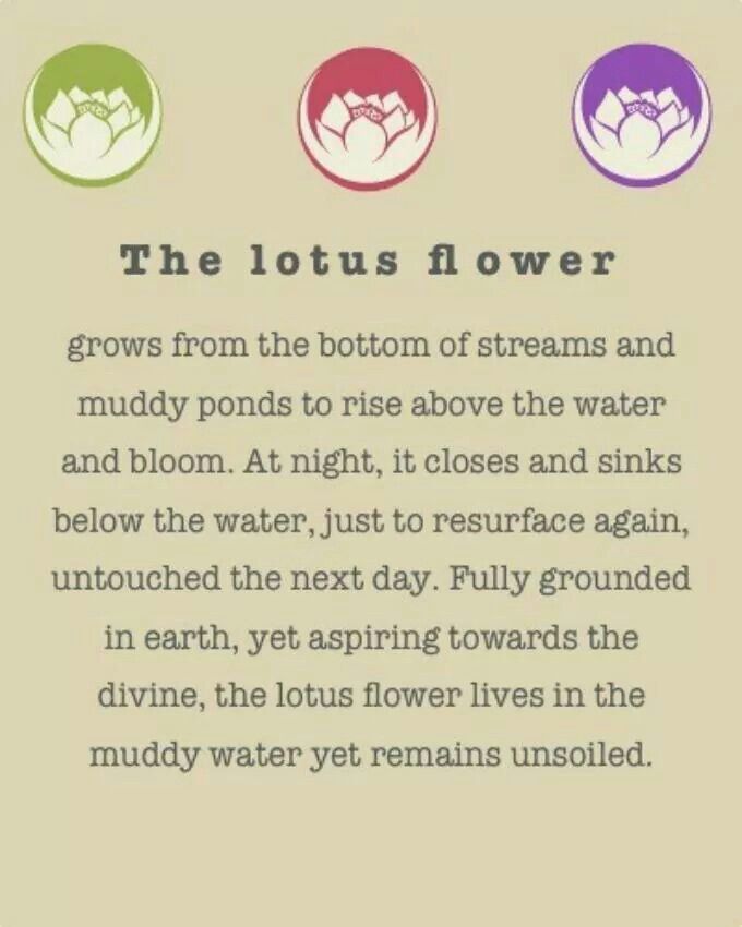 Lotus Flower Meaning Quotes. QuotesGram