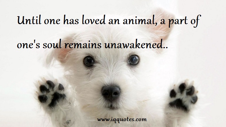 Animal Soul Quotes. QuotesGram