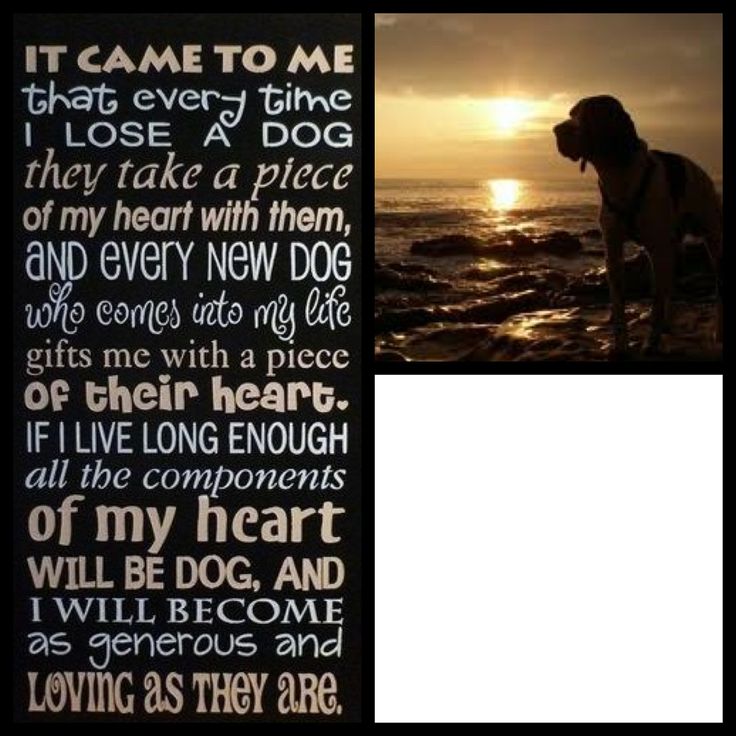 Dog Memorial Quotes QuotesGram dog-memorial-quotes-quotesgram