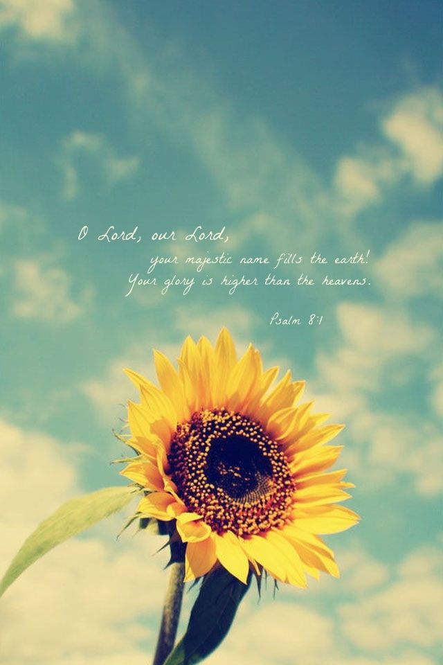 Sunflower Christian Quotes Quotesgram