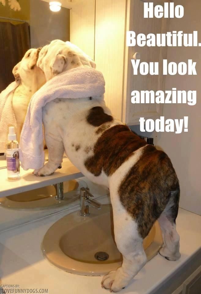Funny Quotes Handsome Dog. QuotesGram