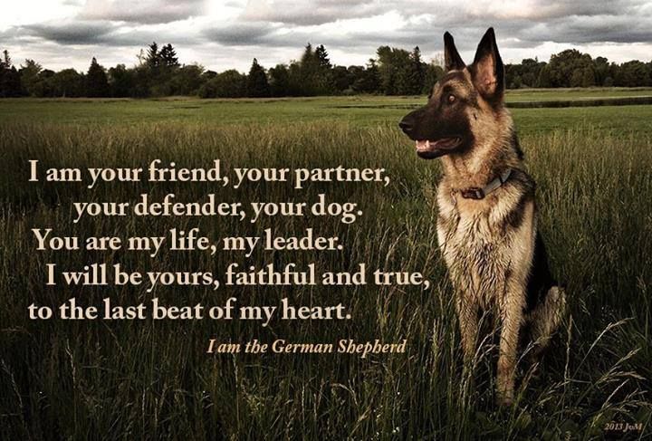 Inspirational Quotes For Dog Lovers. QuotesGram