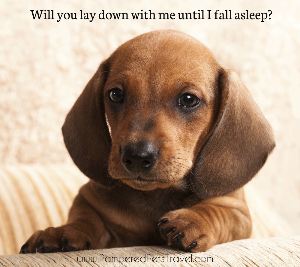 Cute Dog Funny Quotes QuotesGram