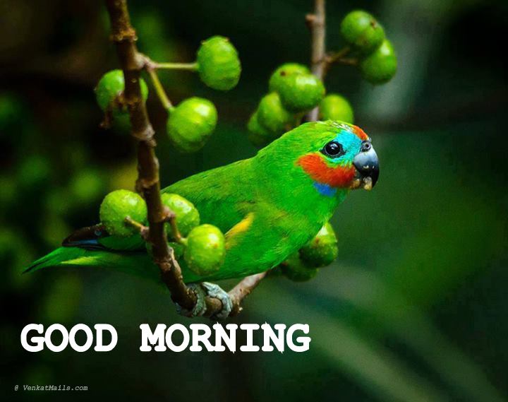 Good Morning Jokes Quotes Quotesgram