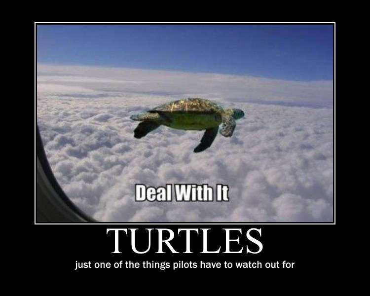 Flying Turtle Motivational Quote