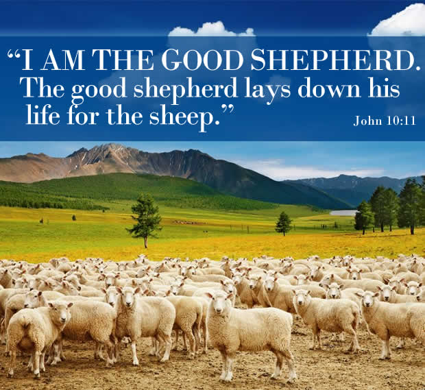 sheep clothing bible verse