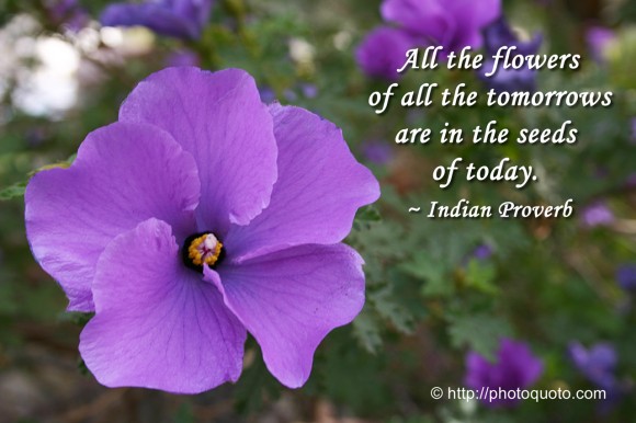 Quotes On Purple Flowers Quotes About Purple Flowers. Quotesgram