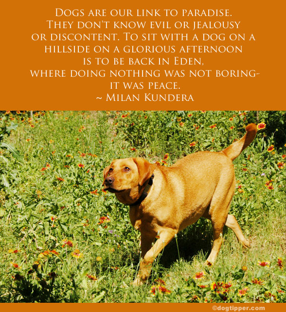 Konrad Lorenz Quotes About A Dog. QuotesGram