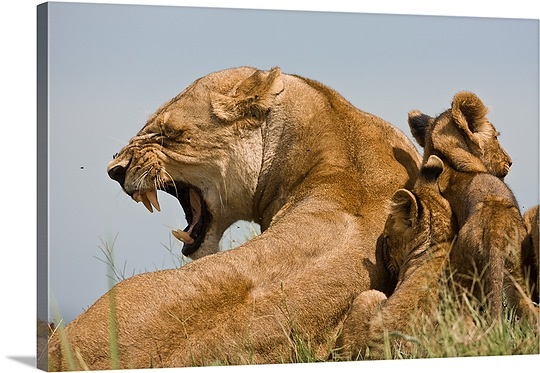 Lioness Protecting Her Cub Quotes. QuotesGram