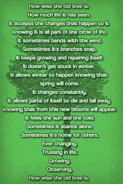Tree Wisdom Quotes. QuotesGram