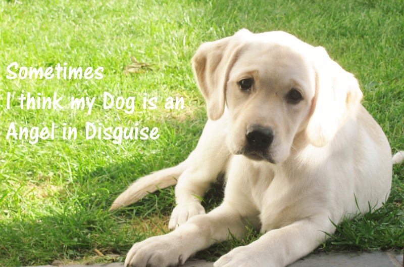 Dogs Are Angels Quotes. QuotesGram