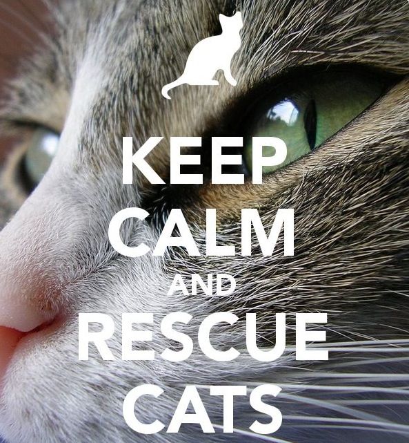 Cat Adoption Quotes. QuotesGram