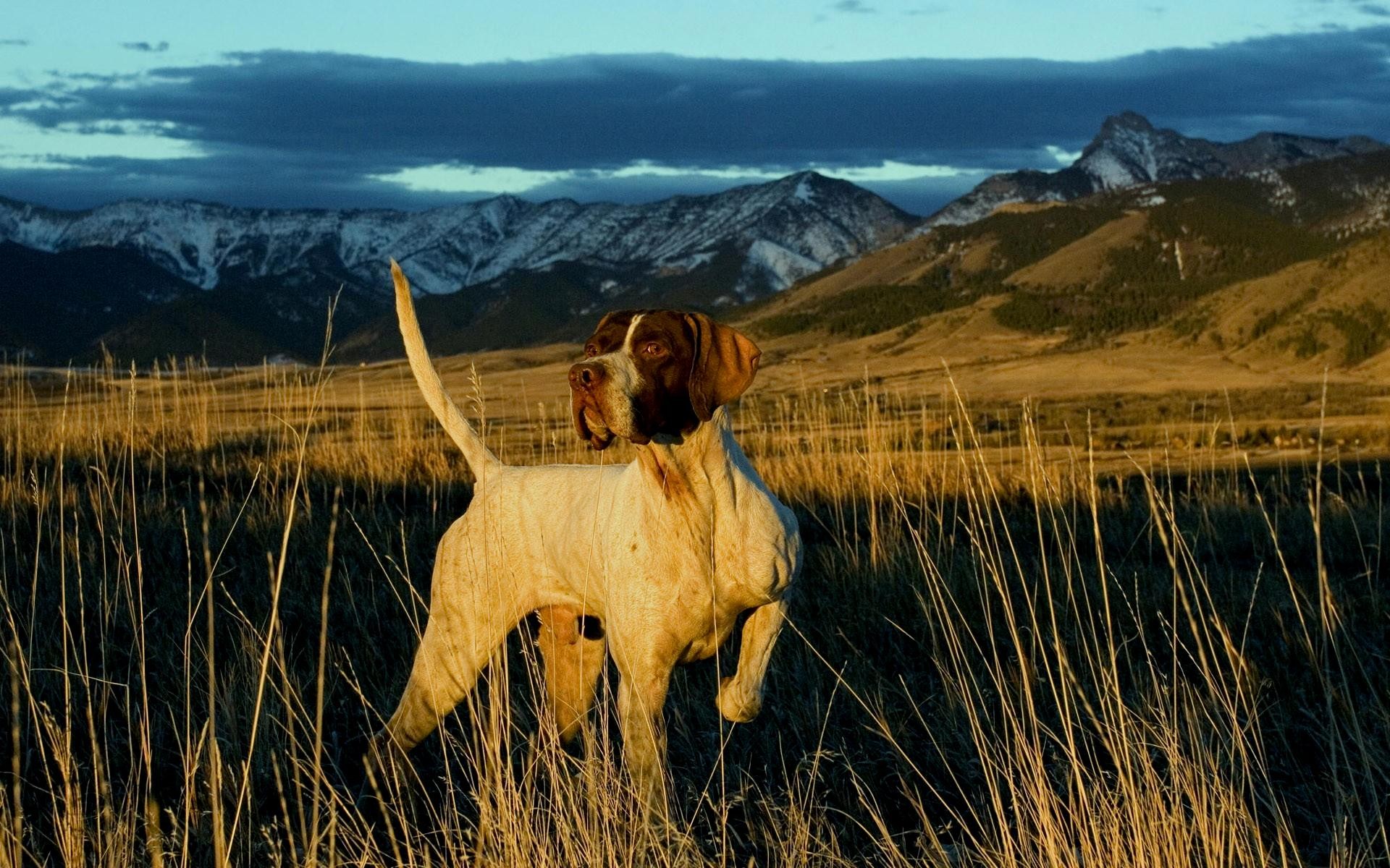 Hunting Quotes With Your Dog. QuotesGram