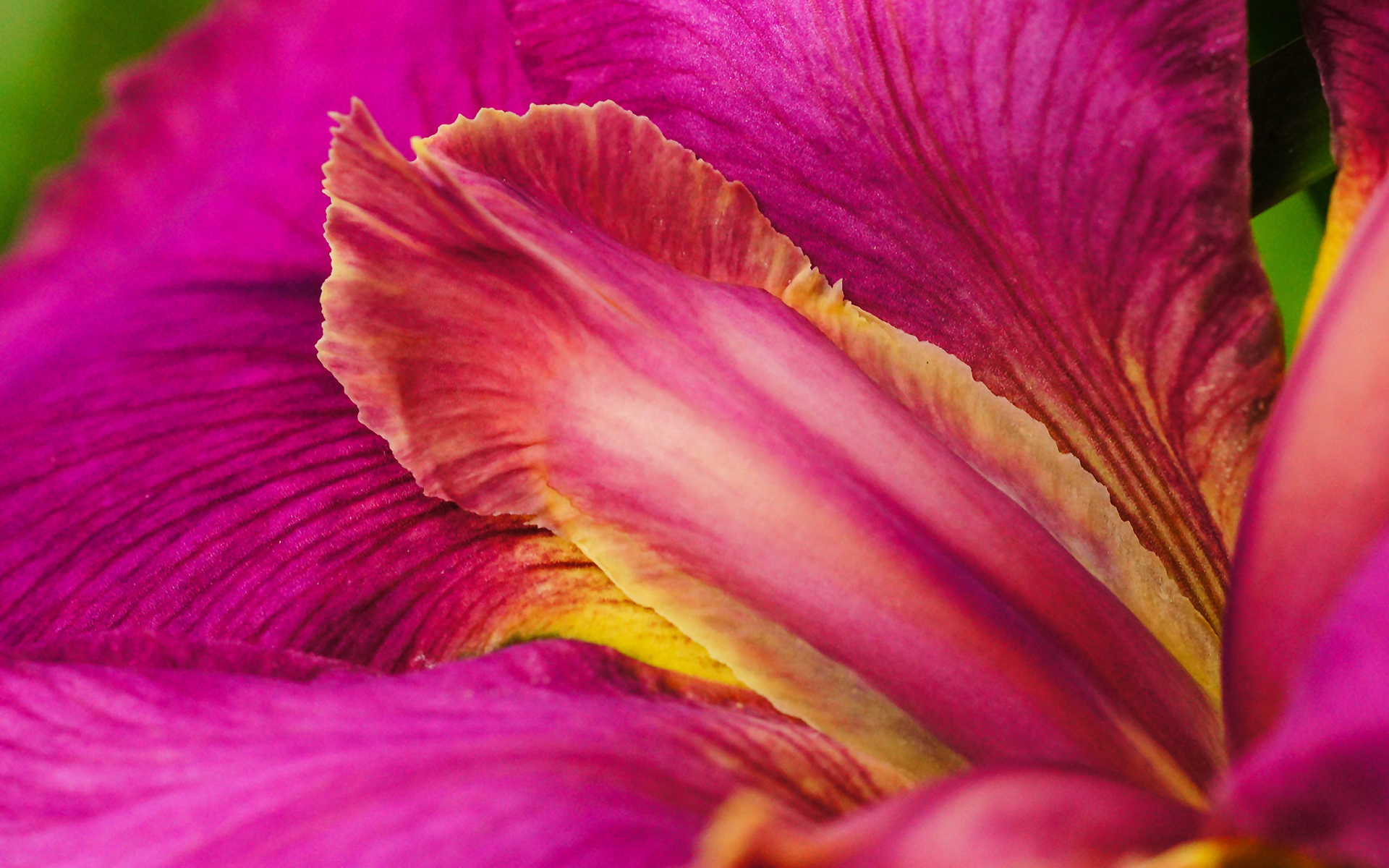 Iris Flower Quotes. QuotesGram