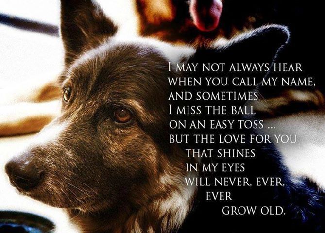 Dog Groomer Love Quotes. QuotesGram