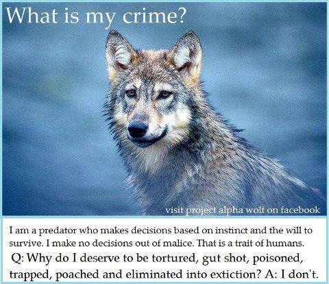 Quotes About Saving Wolves. QuotesGram