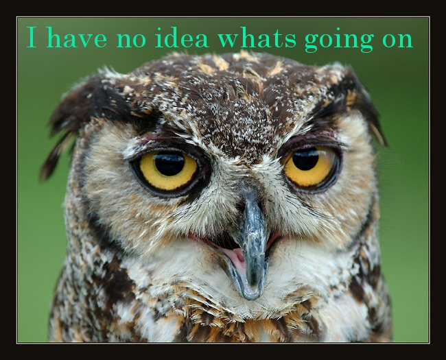Quotes Funny Owl. QuotesGram