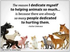 Helping Hurt Animals Quotes. Quotesgram
