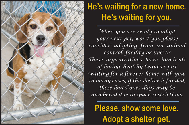Against Animal Cruelty Quotes QuotesGram Against Animal Cruelty Quotes QuotesGram