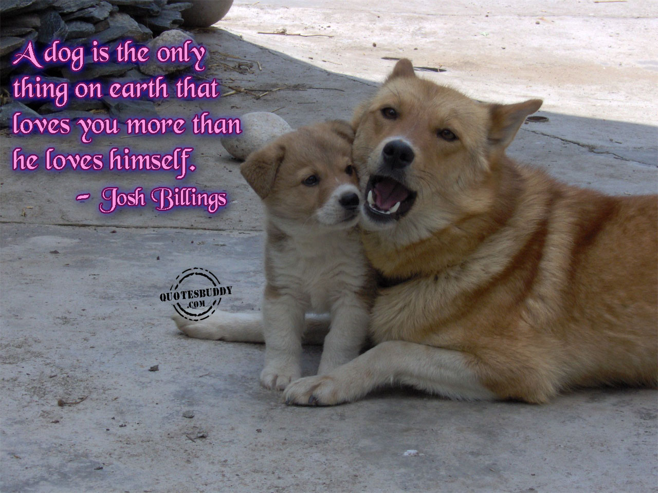 Animal Quotes And Sayings. QuotesGram