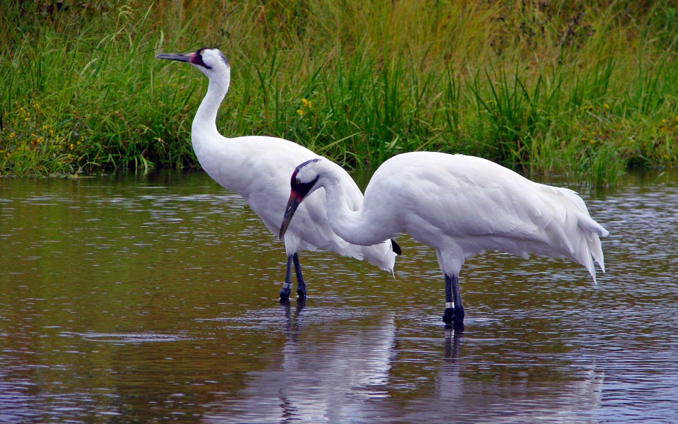 Crane Bird Quotes. QuotesGram