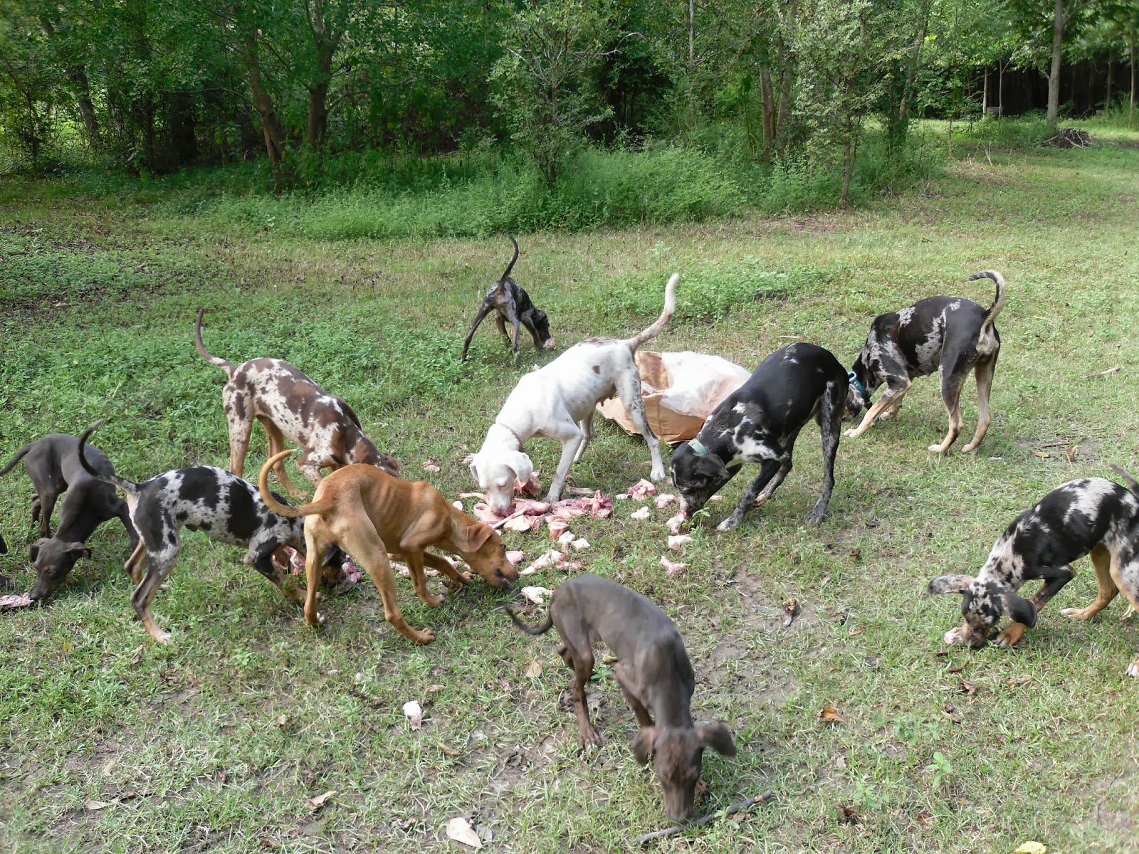 Deer Dog Running Quotes. QuotesGram