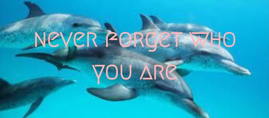 Inspirational Quotes About Dolphins. QuotesGram