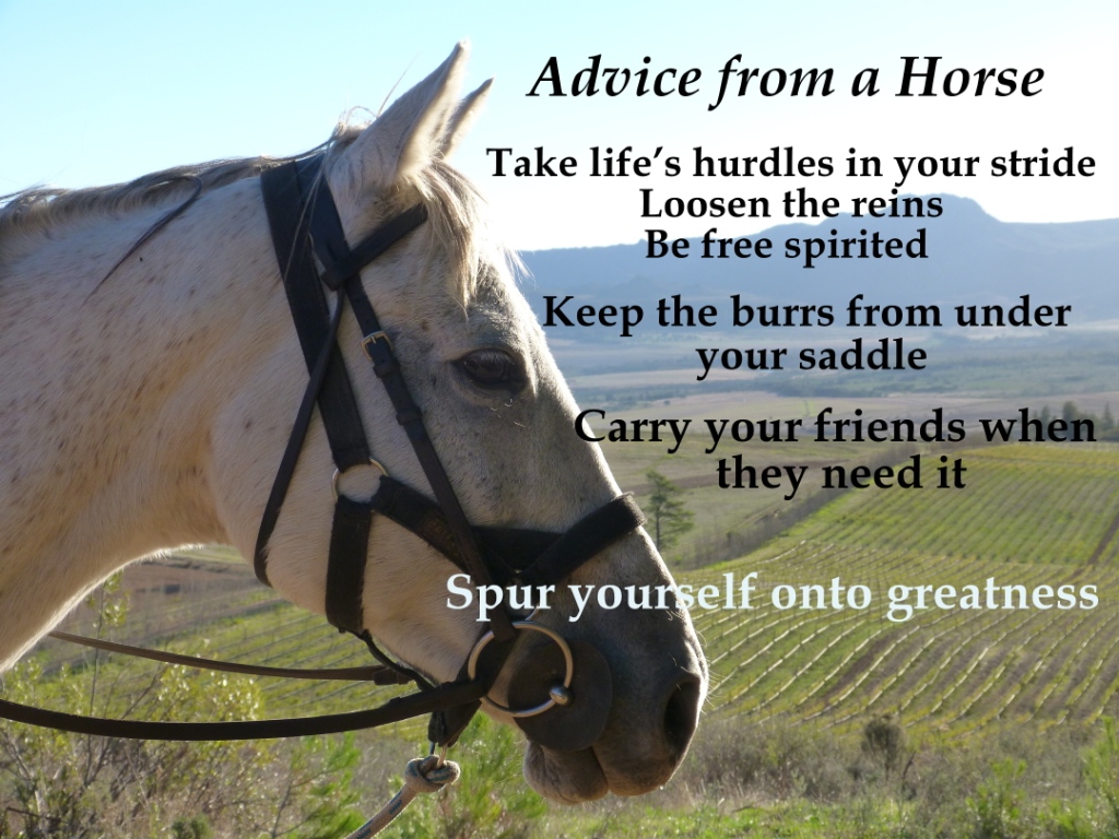 Therapy Horse Quotes. QuotesGram