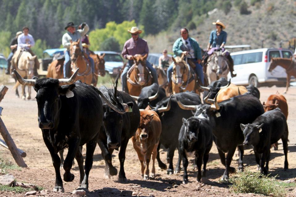 Quotes About Cattle Ranching QuotesGram