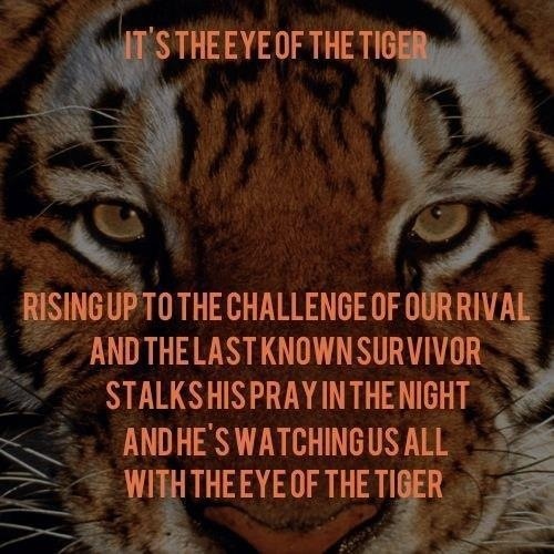 Eye Of The Tiger Quotes Quotesgram Eye Of The Tiger Quotes Quotesgram