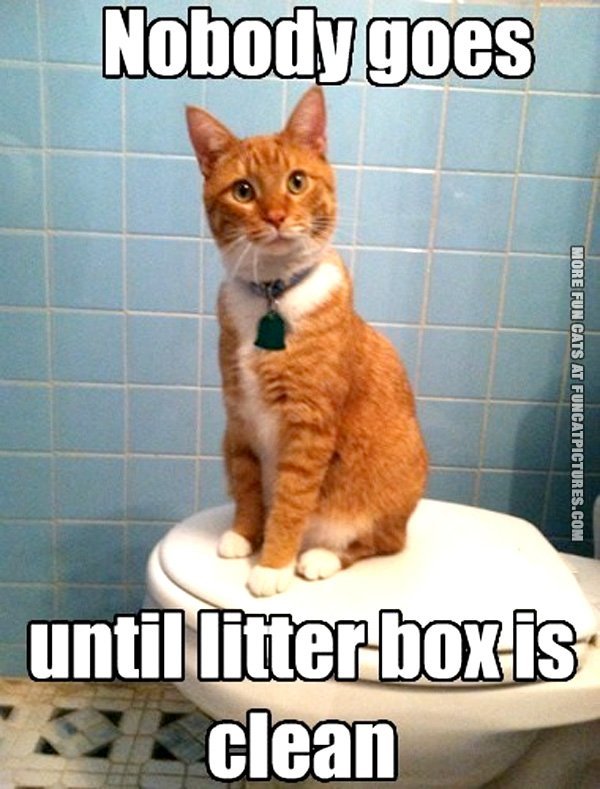 Quotes About Cat Litter. QuotesGram