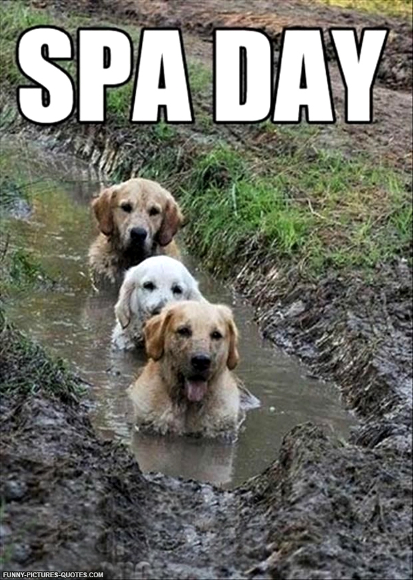 Funny Quotes About Mud QuotesGram