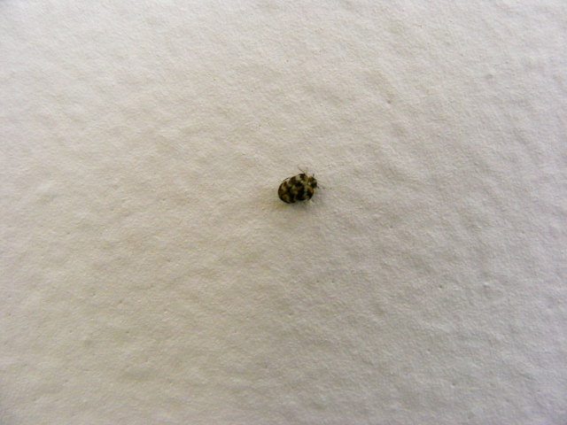 Fly Bug Quotes Quotesgram