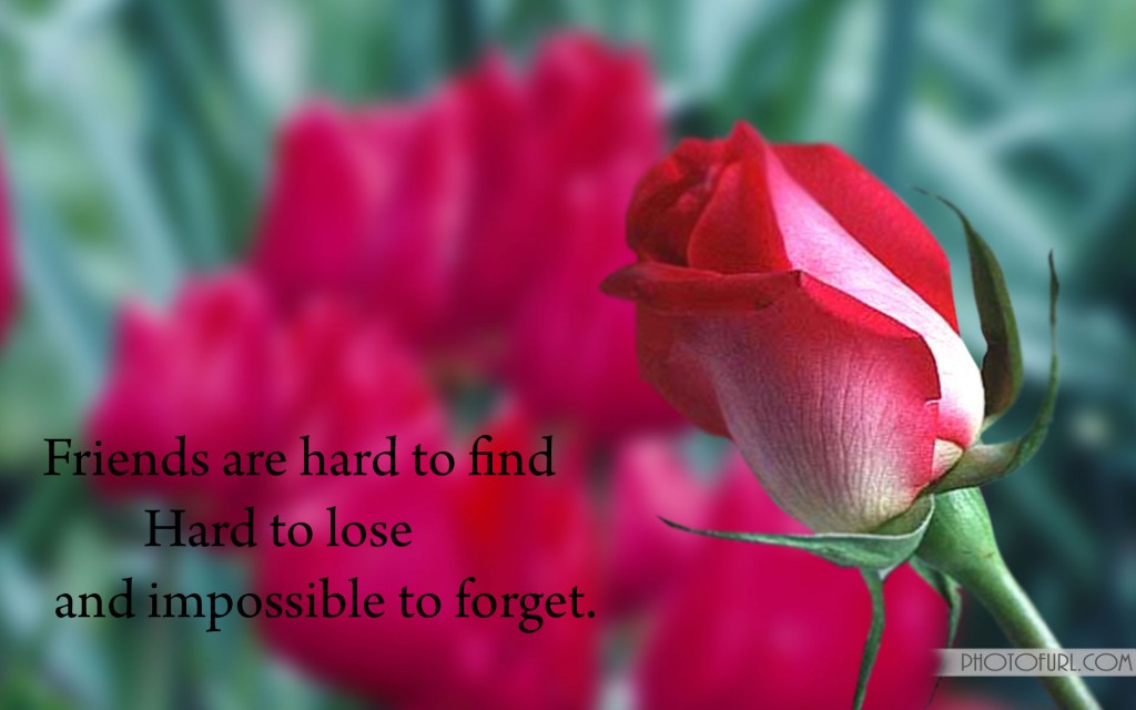 Red Roses And Friendship Quotes. QuotesGram