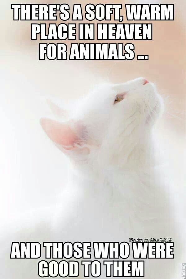 Image Of Pets In Heaven Quotes. QuotesGram Image Of Pets In Heaven Quotes. QuotesGram