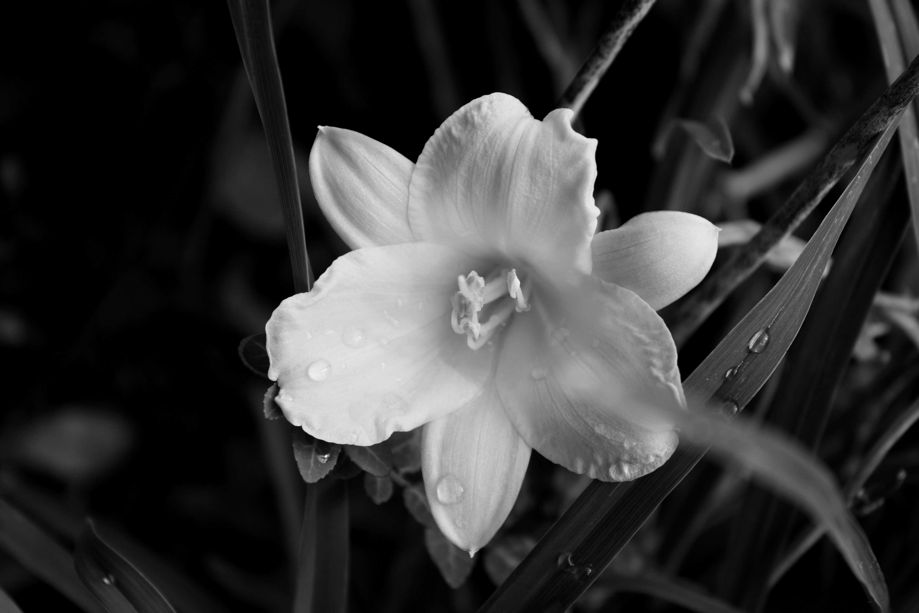 tumblr wallpapers black and white flowers