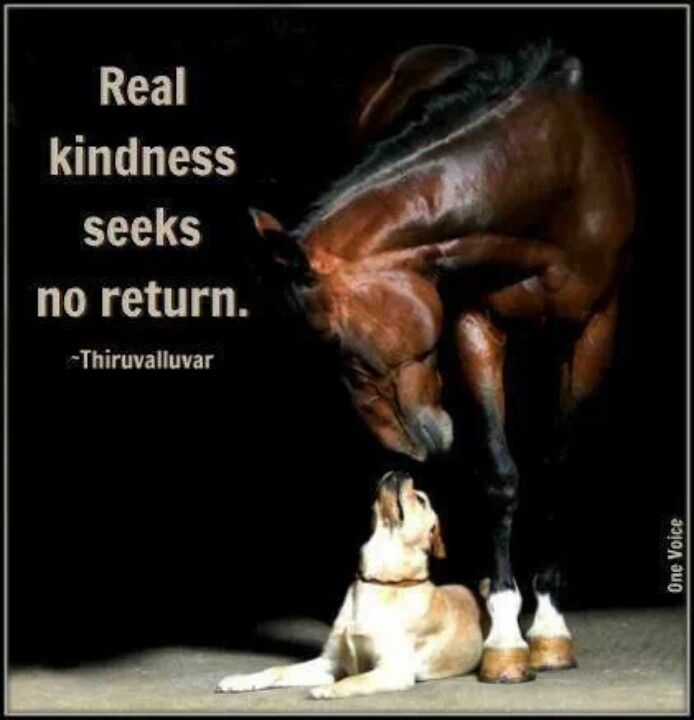 Quotes About Friendship And Horses