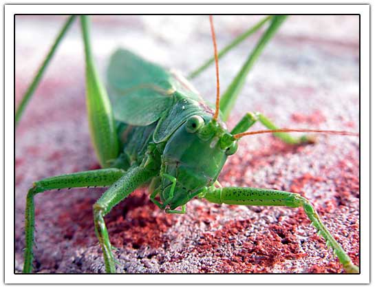 Funny Grasshopper Quotes. QuotesGram