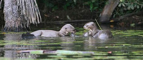 River Otter Quotes Quotesgram