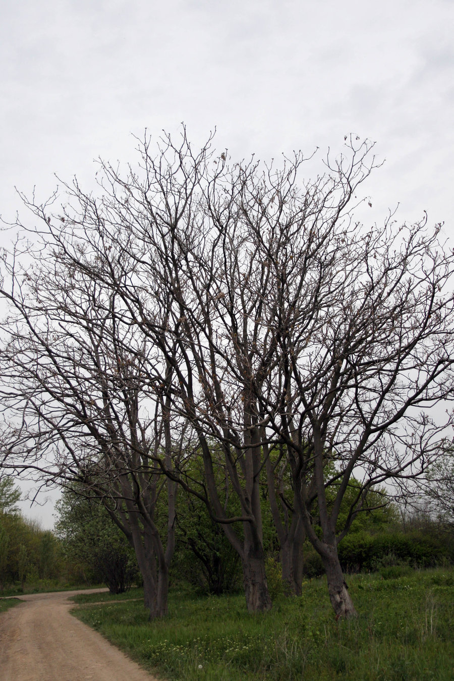 Quotes About Bare Trees. QuotesGram