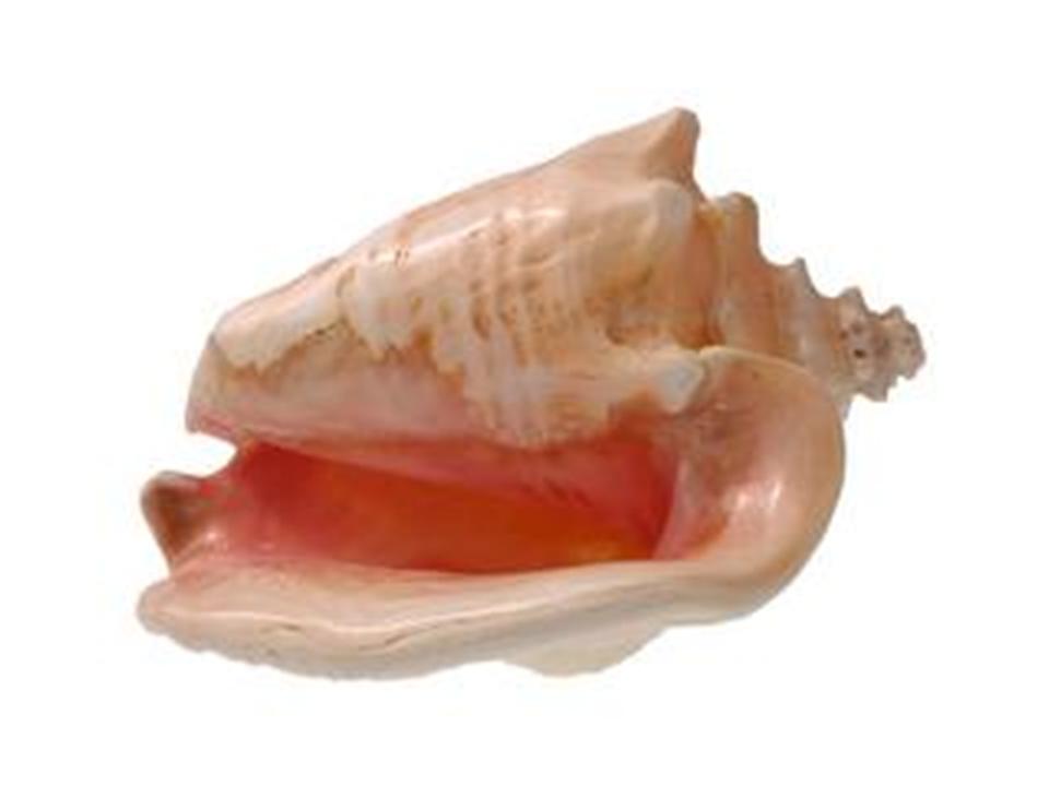 Lord Of The Flies Conch Quotes. QuotesGram