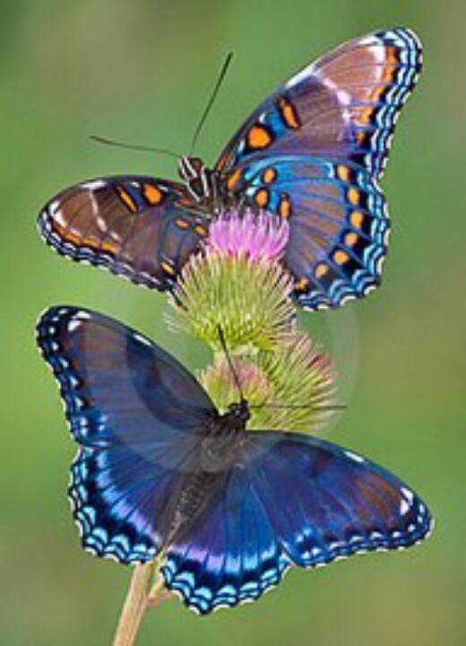 Real Purple Butterfly Quotes. QuotesGram