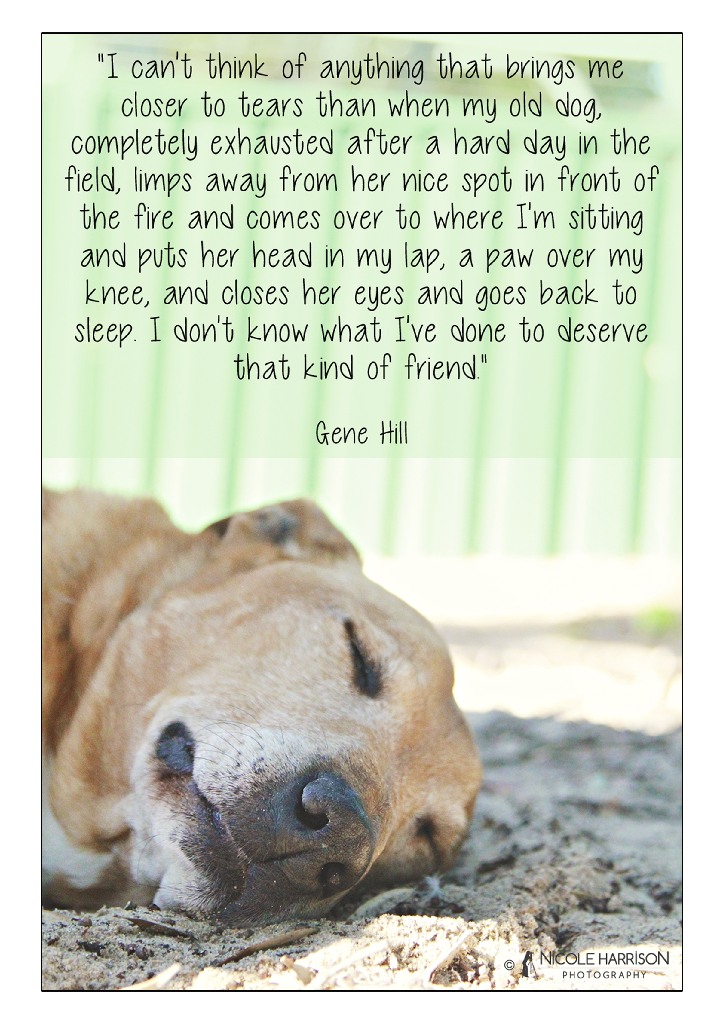 Quotes About Animal Shelters. QuotesGram