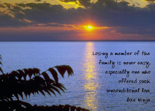 Lost Family Member Quotes. QuotesGram Lost Family Member Quotes. QuotesGram