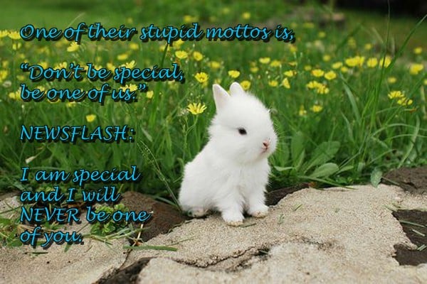 Quotes Funny Cute Rabbit QuotesGram