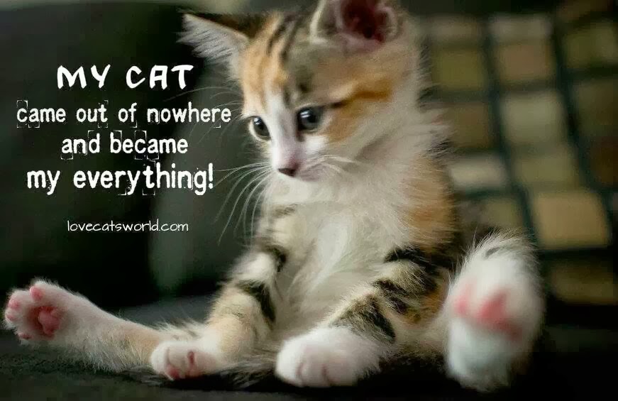 cat-animals-passing-quotes-quotesgram