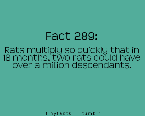 Quotes About Rats. QuotesGram