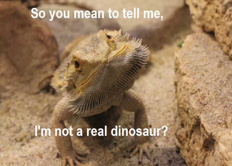 Bearded Dragons Funny Quotes QuotesGram